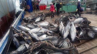 GRABI NAKACHAMBA PURO YELLOWPIN TUNA ANG HULI #fishing #tunafish #shianmaantv #internationalfishing