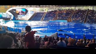 Orca Encounter Highlights SeaWorld San Antonio 11-4-23 Plus Inside Look Footage