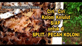 Ciri-Ciri Koloni Kelulut Itama Siap di SPLIT / PECAH KOLONI | heterotrigona Itama | Stingless Bee