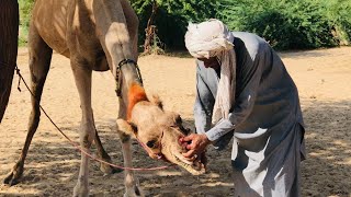 The camel's nose is damaged, the owner is treating it