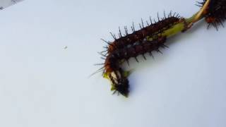 Tawny Coster caterpillar cannibalism #2