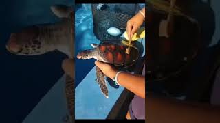 Turtle cleaning 🐢 #turtle #ocean #sea #shorts