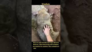 Adorable Wombats: A Friendly Encounter