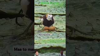 #birds #nature #wildlife #ytshorts viral video