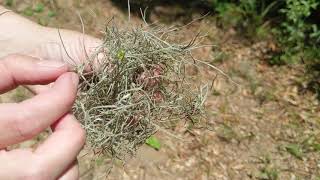 Spanish Moss