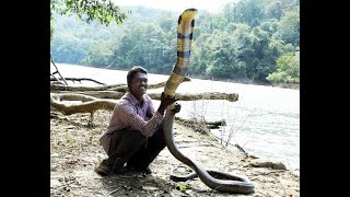 Snake Hunting: A Dangerous Pursuit!!! #snake #cobra #dangerous #nature #dangerous