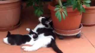 Mamma gatto che allatta i suo TENERISSIMI gattini!