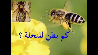 كم بطن للنحلة - سبحان الله