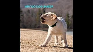 Why do dogs bark?