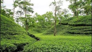 সিলেট চা বাগান,বাংলাদেশ। #teagarden #sylhetcity #sylhet #asiancity #bangladesh