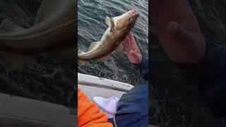 #shorts Cod and Released