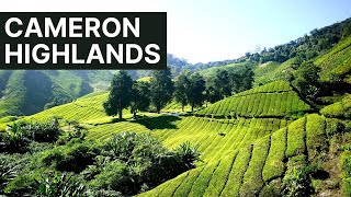 Cameron Highlands | Tea & Strawberries | Family Travel Vlog