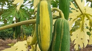 đu đủ đột biến ( var) mutant papaya việt nam 0974215651