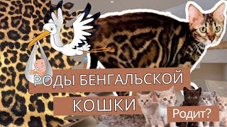 VLOG: роды бенгальской кошки. Родит ли наша Герда сегодня?