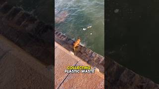 Incredible Dog cleaning the ocean for us 🥺 #dogtv #fyp