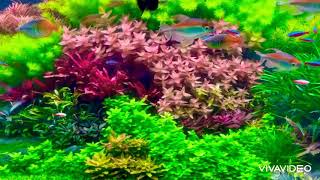 Aquatic plants tank : Dutch style aquascaping