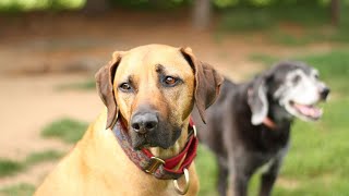 Rhodesian Ridgebacks and Agility Training: A Perfect Combination for Athletic and Intelligent Dogs