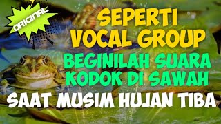 BEGINILAH SUARA KODOK DI SAWAH SAAT MUSIM HUJAN TIBA