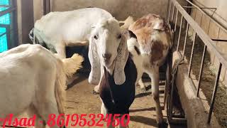 Qurbani 2024...Ke liye Budget Price 5 Nag Gujri and Kota Lot For sell....At #PathanFarmHouse..