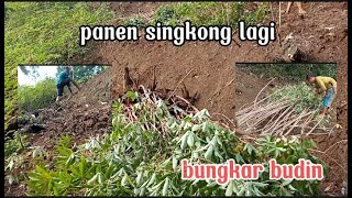 Panen singkong lagi dikebun sekalian petik daun singkong untuk pakan ternak kambing, hidup di desa