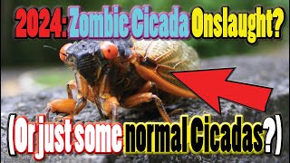 Zombie Cicada Onslaught?  (Or just some normal Cicadas?)