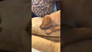 Cute moment | puppy share foods | funny cute pets