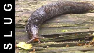 SLUG (Limax Maximus)