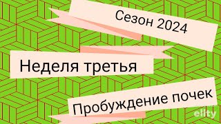 Не просыпаются почки на черенках винограда. Что делать?