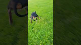 #dogs #dogshorts #coonhound #hound #dogshortvideos #dog #doglife