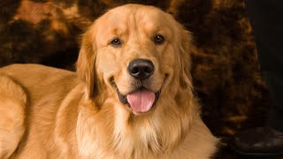 Golden Retriever Bootcamp: Intense Training for Disciplined Dogs