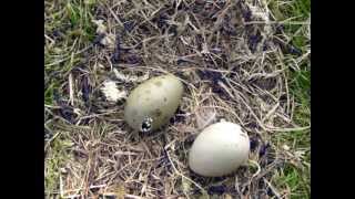 Great skua chicks hatching