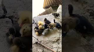 Ducklings quaking so cute it will melt your heat