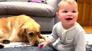 Golden Retriever Puppy Makes Baby Cry But Apologizes!  (So Adorable!)