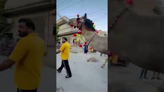 Eid Al-Zhaa is a large Eid, the Eid of the Goat Sacrifice of a camel #shortvideo #shortsviral #eid