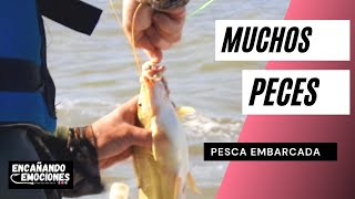 🎣 MUCHOS amarillos,moncholos y más , paramos en la isla 🏞️