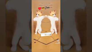 اسم جمال الي بدو يكتب لي بتعليقات 🥴❤