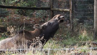 Female Moose at Parc Omega