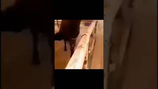 guy rubs horse's nose then horse aa