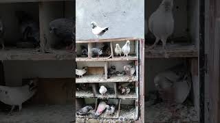 🕊️🕊️🕊️🕊️🕊️🕊️#pigeon #birds #pets #animals #love #suratvlog #bird #live #birdspecies #video