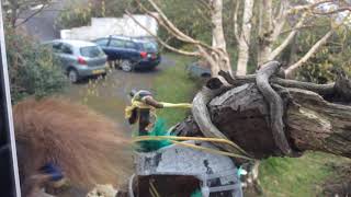 Red Squirrel Breakfasting And Slacklining