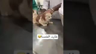 طارت الخمسة😂😂 /من تروح لدكتور بواسير 🤣🤣🤣🤣🤣