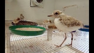 Snowy Plover Hatchings