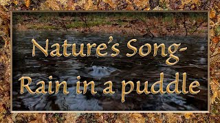 Relaxing White Noise of a Spring Rain Falling on a Puddle in the Forest