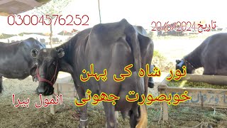 نور شاہ کی خوبصورت پہلن جھوٹی برائے فروخت رابطہ نمبر 03004576252 .Okara Animal TV 20/62024