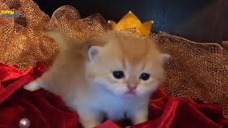 Best Cute Baby Cat Videos - 1080p