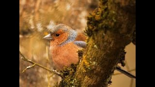 Cute and fluffy chaffinch bird resting on a tree branch