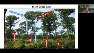 Climate & Forests  The Carbon Sequestration Puzzle