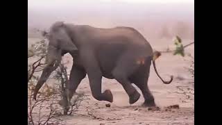 Strong As An Elephant Can't Fight More Than 10 Lions #elephant #lion #shorts #wildanimals #animals