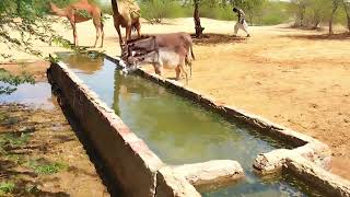 Animals drinking water🐪🐫 | حيوانات تشرب الماء | Hayvonlar suv ichish | Camel drinking water #donkey