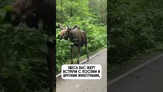 Самый большой городской лес в мире — Лосиный остров!